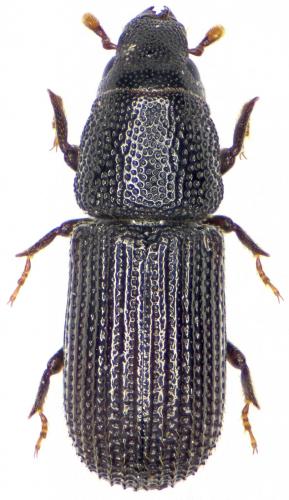 Stenoscelis submuricata
